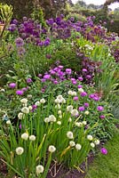 A mix of Allium 'Purple Sensation',  A. aflatunense, and A. carinatum subsp. pulchellum. The Purple Garden - Merriments Gardens, Hurst Green, East Sussex. June