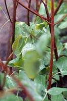 Pisum sativum 'Oregon Sugar Pod' - Peas with plant supports
