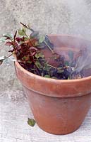 Destroying diseased rose foliage by burning in a terracoota pot