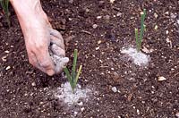 Allium porrum 'Musselburgh' - Gardener applying potash around young leeks