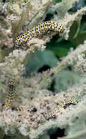 Shargacucullia verbasci - Mullein moth caterpillars