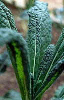 Brassica oleracea 'Nero De Toscana' - Black kale