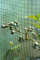 Vaccinium corymbosum 'Goldtraube' - Netting protecting ripening blueberries from birds