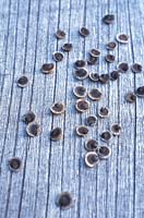 Alcaea rosea - Hollyhock seeds scattered on a wooden surface