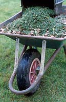 A wheelbarrow full of leaves and grass clippings