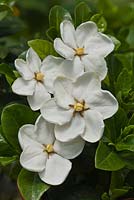 Gardenia jasminoides 'Kleim's Hardy' - cape jasmine 