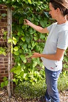 Step by step harvesting Runner Bean 'White Lady' with Lobelia 'Trailing Blue'
