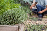 Cutting back Lavender