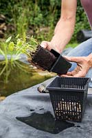 Planting Hydrocotyle vulgaris, Marsh Pennywort