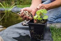 Planting Hydrocotyle vulgaris, Marsh Pennywort