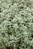 Thymus vulgaris 'Silver Posie' - Thyme