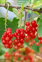Ribes rubrum 'Jonkheer van Tets' - Red Currant