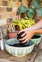 Step by Step - Planting containers of Split peas (Pisum sativum), Microgreen herbs and Radish 'French Breakfast'