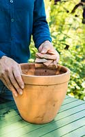 Step by Step - Growing Buxus sempervirens in a squirrel mesh. Adding crocks to pot