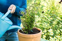 Step by Step - Growing Buxus sempervirens in a squirrel mesh. Watering