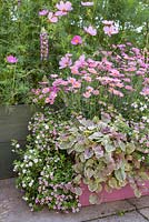 Step by step for planting a pink wooden container with Argyranthemum 'Percussion Rose', Bacopas 'Abunda Pink', Scopia 'Double Ballerina Pink' and Ajuga 'Burgundy Glow' - Growth development - finished shot 