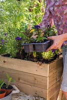 Step by Step - Planting a mobile trug with Verbena rigida, Cape gooseberry and Rudbeckia 'Prairie Sun'