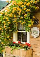 Lonicera 'Goldflame' climbing over house with window box planted with Pelargonium and Lysimachia 