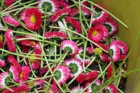 Bellis perennsis - Deadheaded flowers in a plastic tub trug