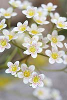 Saxifraga cotyledon 'Pyramidalis'