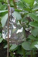 Protecting broad beans with reflective bird scarers made from recycled foil from tea packaging