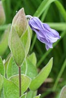 Clematis integrifolia