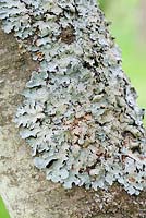 Lichen on a rowan tree trunk