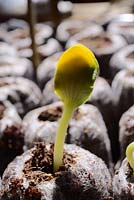 Cucurbita moschata, Butternut Squash seedlings growing in Coir pellets, Wales, UK.