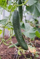 Cucumis Sativus - Cucumber marketmore on the vine in a greenhouse
