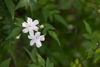 Jasminum officinale 'Clotted Cream' -  Jasmine flowers