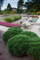 Mounds of Pinus mugo 'Varella' backed by Calluna vulgaris 