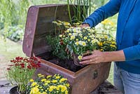 Step by Step - Creating a Treasure Chest container of Coreopsis 'Limerock Ruby', Coreopsis 'Pumpkin Pie', Argyranthemum 'Crested Yellow', Kniphofia 'Lemon Popsicle', Chrysanthemum and Ornamental Pepper
