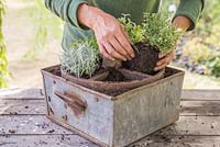 Step by Step - Creating a Herb Wheel container using Thyme 'Archer's Gold', Thyme 'Foxley', Curry plant - Helichrysum serotinum, Pineapple Mint - Mentha suaveolens 'Variegata' and Salvia officinalis 'Purpurascens'