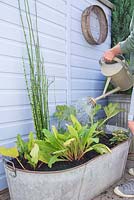 Step by Step - Planting bog garden in old tin bath using Primula bulleyana, Anemopsis californica, Corkscrew Rush, Houttuynia 'Pied Piper', Equisetum Japonicum and Gunnera manicata