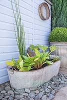 Step by Step - Planting bog garden in old tin bath using Primula bulleyana, Anemopsis californica, Corkscrew Rush, Houttuynia 'Pied Piper', Equisetum Japonicum and Gunnera manicata