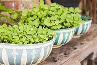 Step by Step - Growth development of Split peas (Pisum sativum), Microgreen herbs and Radish 'French Breakfast'