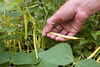 Step by Step - Harvesting dwarf bean 'Concador'. (Container includes Blackcurrant sage, Variegated ginger mint, Red veined sorrel, Indian mint, Lime mint, Fuchsia 'Upright Blackie', Sanvitalia 'Sunny Trailing', Salvia officinalis Purpurascens, Ornamental Millet F1 'Purple Baron and Catananche caerulea)