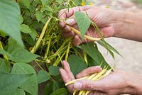 Step by Step - Harvesting dwarf bean 'Concador'. (Container includes Blackcurrant sage, Variegated ginger mint, Red veined sorrel, Indian mint, Lime mint, Fuchsia 'Upright Blackie', Sanvitalia 'Sunny Trailing', Salvia officinalis Purpurascens, Ornamental Millet F1 'Purple Baron and Catananche caerulea)