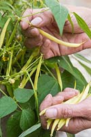 Step by Step - Harvesting dwarf bean 'Concador'. (Container includes Blackcurrant sage, Variegated ginger mint, Red veined sorrel, Indian mint, Lime mint, Fuchsia 'Upright Blackie', Sanvitalia 'Sunny Trailing', Salvia officinalis Purpurascens, Ornamental Millet F1 'Purple Baron and Catananche caerulea)