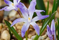 Chionodoxa luciliae - Glory of the snow  Growing through gravel 