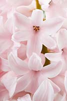 Hyacinthus orientalis 'China Pink' 