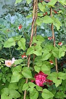 Phaseolus coccineus and Rosa - Runner beans climbing up a wigwam with surrounding roses