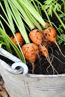 Carrots 'Rondo' harvested from a recycled, galvanised bucket