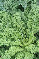 Brassica oleracea 'Dwarf Green Curled' 