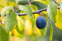 Prunus insititia Farleigh - Damson fruit on the tree