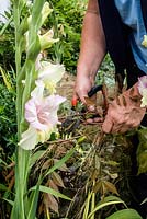 Removing sprawling wisteria stems out of a border containing gladioli