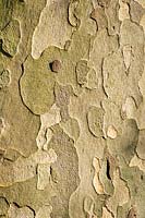 Platanus x acerifolia - Plane tree