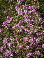 Rhododendron 'April Chimes'