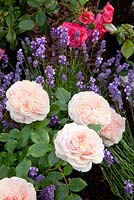 Rosa 'Garden of Roses' with Lavandula