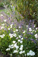 Nepeta with Oenothera 'Siskiyou'